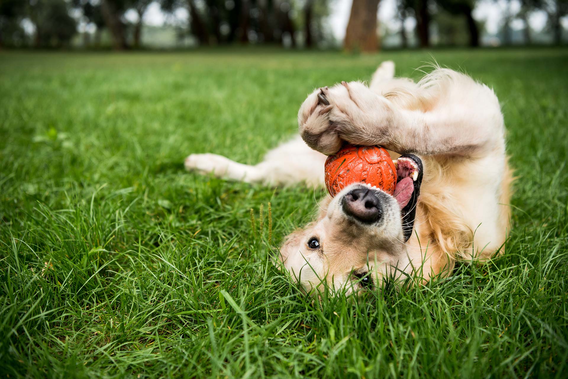 Ein Hund spielt mit einem Ball auf einer Wiese